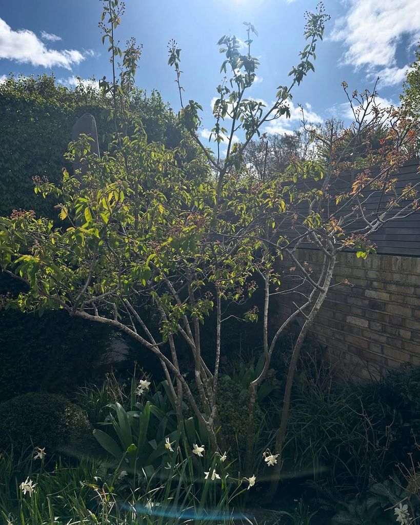 Tree in front of brick and wooden fence in a photo shared by Nicki Chapman on Instagram