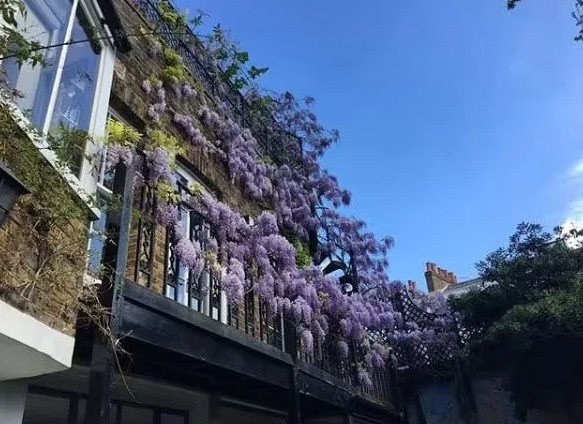 Dermot O'Leary's garden at their home