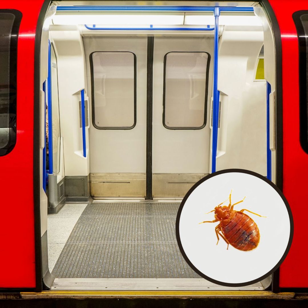 Do you have bed bugs? What to do if you think you have an infestation