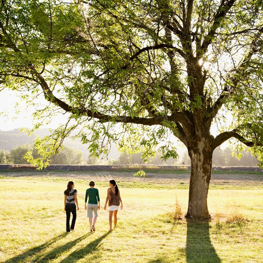 three friends walking by a tree
