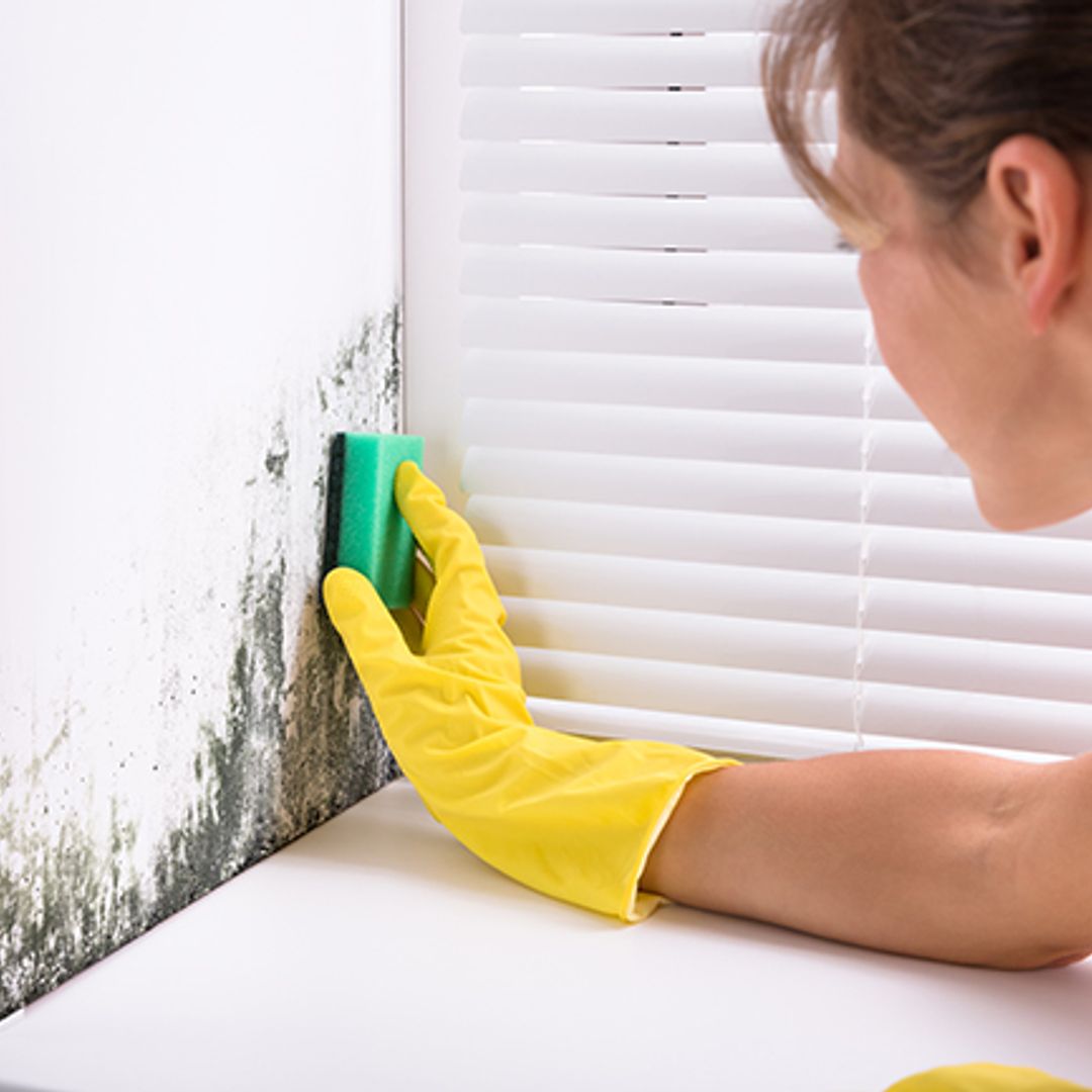 How to remove mould from walls – your expert guide